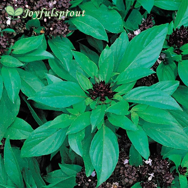 Siam Queen Thai Basil Seeds
