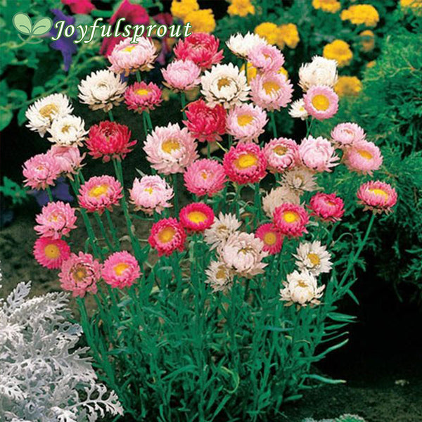 Best Mix Strawflower Seeds