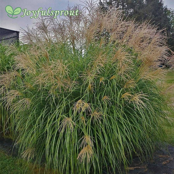 Miscanthus 'Fat Cat' Seeds