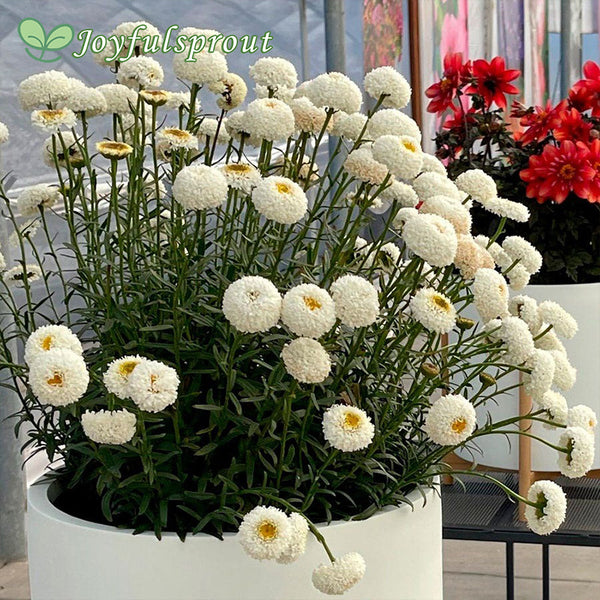 Leucanthemum Realflor 'Real TinyBubbles'