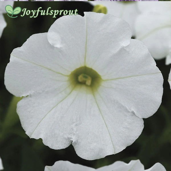 Shock Wave White Petunia Seeds