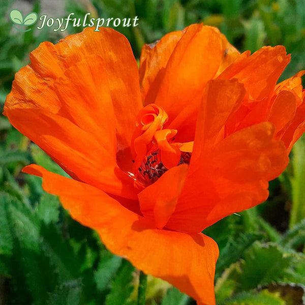 Papaver 'Harvest Moon' Poppy Seeds