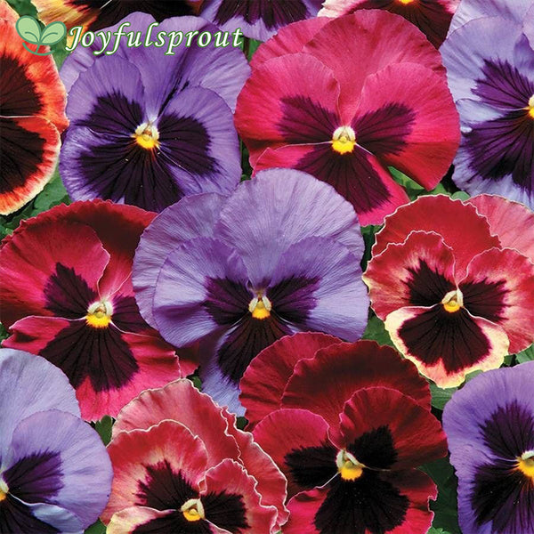 Matrix Coastal Sunrise Mix Pansy Seeds
