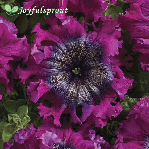 Superbissima Wine Red Petunia Seeds