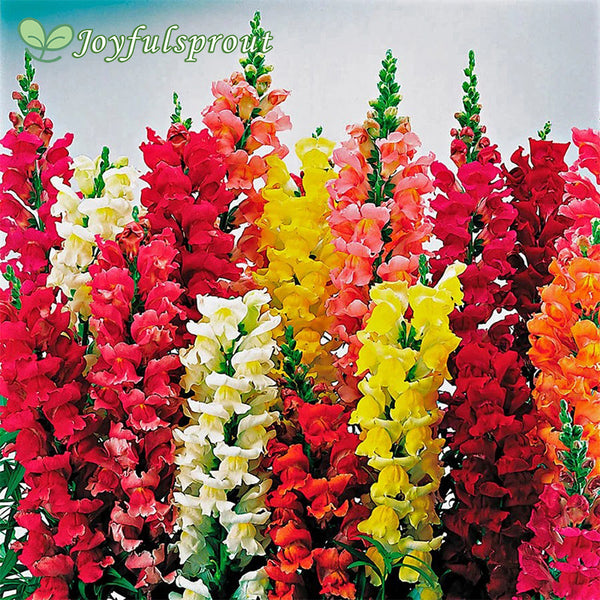 Liberty Classic Mix Snapdragon Seeds