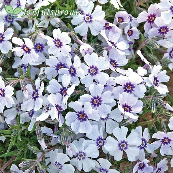 Phlox 'North Hills'
