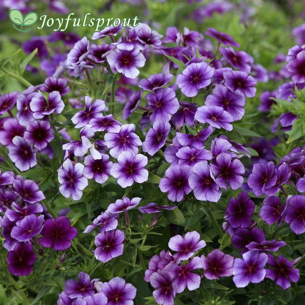Blueberry Swirl Phlox Seeds