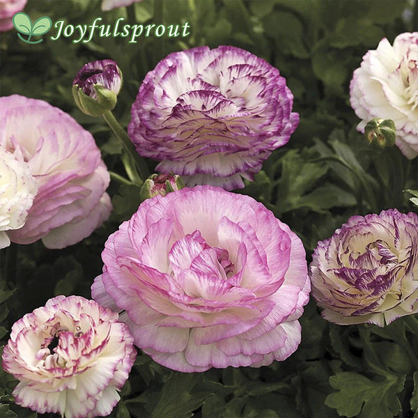 Mache Bicolor Mix Ranunculus Seeds