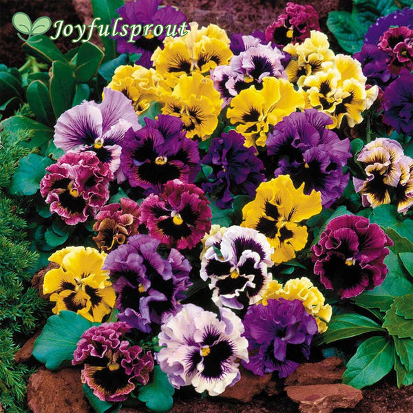 Flirty Skirts Mix Pansy Seeds