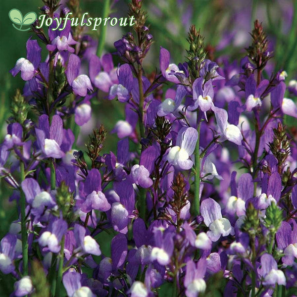 'Licilia Azure' False Snapdragon Seeds