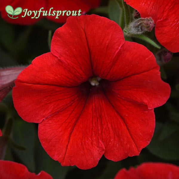 E3 Easy Wave Red Petunia Seeds