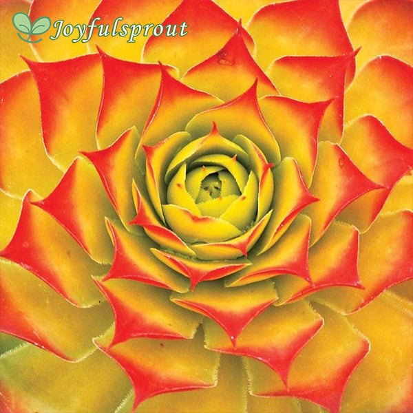 Sempervivum Chick Charms Gold Nugget