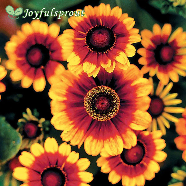 Toto Rustic Rudbeckia Seeds