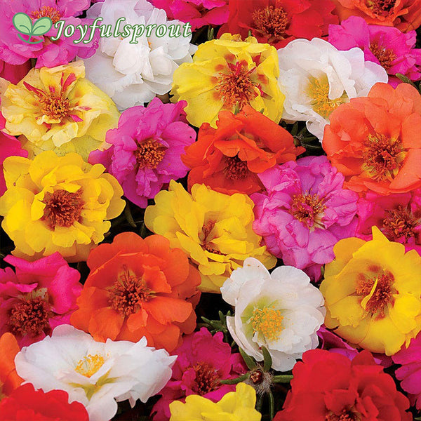 Happy Trails Mix Portulaca Seeds