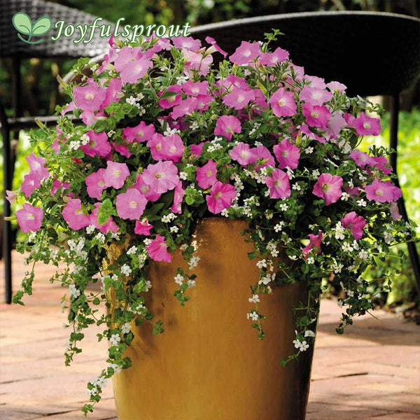 Fuseables Silk 'n Satin Petunia-Bacopa Seeds