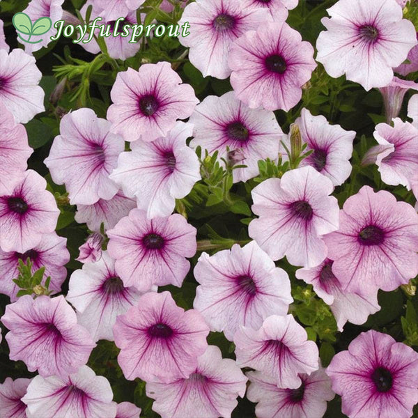 Shock Wave Pink Vein Petunia Seeds