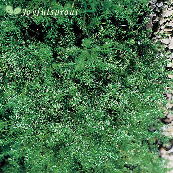 Roman Chamomile Seeds