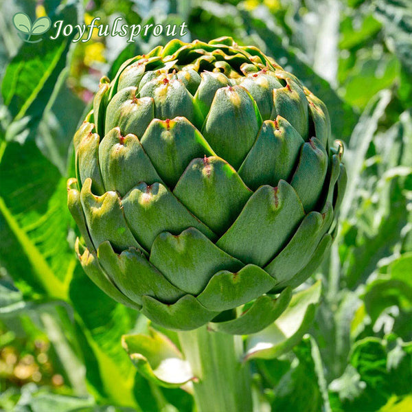 Imperial Star Artichoke Seeds