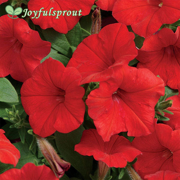 Easy Wave Red Hybrid Petunia Seeds