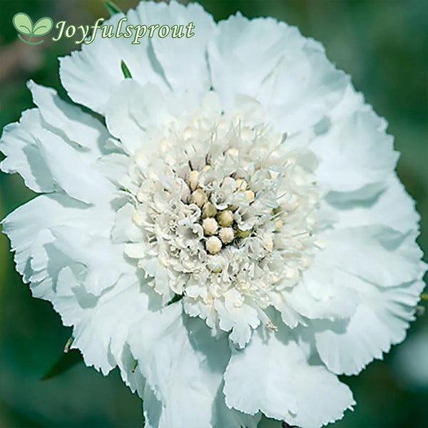 Fama White Pincushion Flower Seeds
