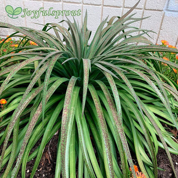 Mangave Mad About Mangave 'Bad Hair Day'