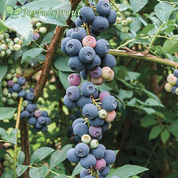 Blueberry 'Elliott' Vaccinium Seeds