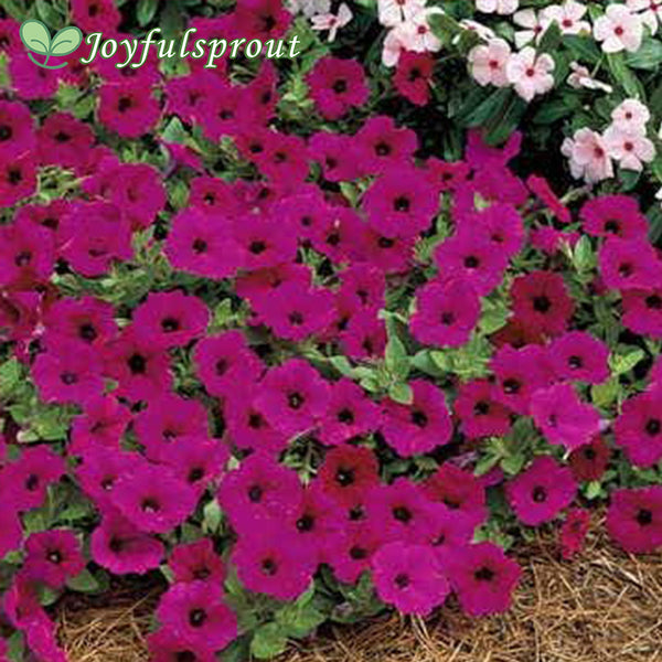 Tidal Wave Purple Petunia Seeds