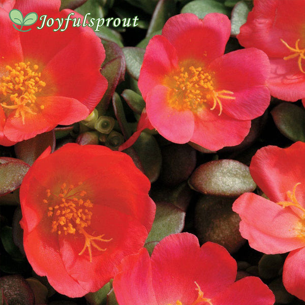 Toucan Scarlet Shades Purslane Seeds