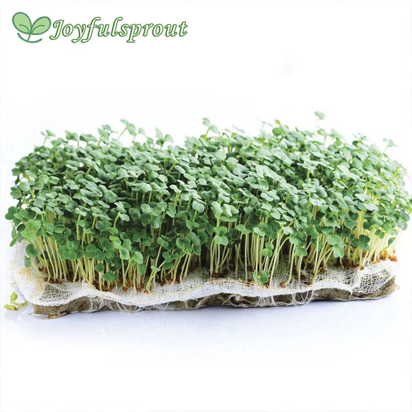 Organic Arugula Microgreen Seeds