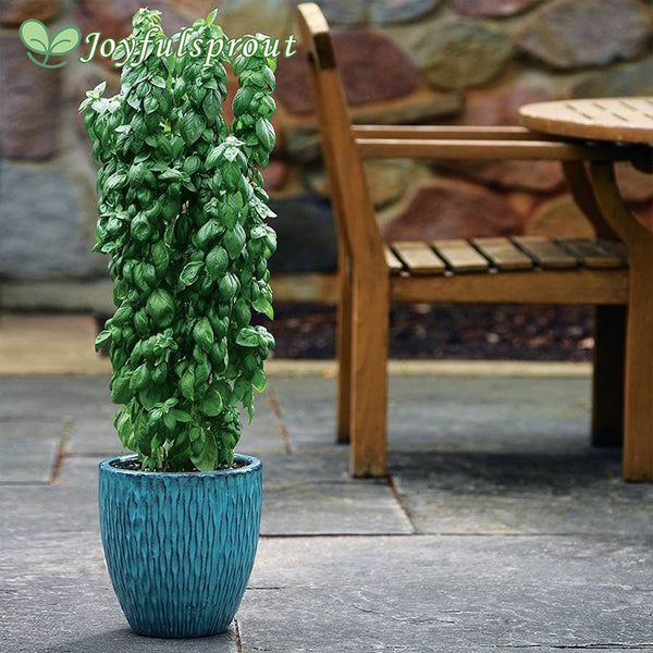 Everleaf Emerald Towers Basil Seeds