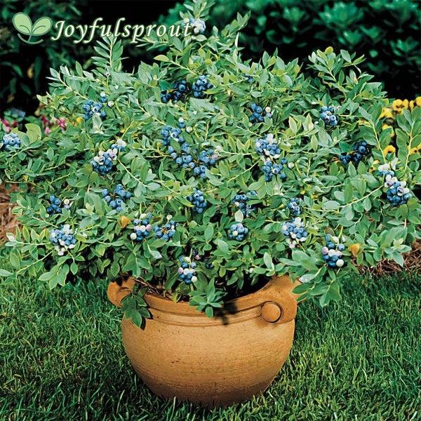 Vaccinium 'Sunshine Blue' Dwarf Blueberry Seeds