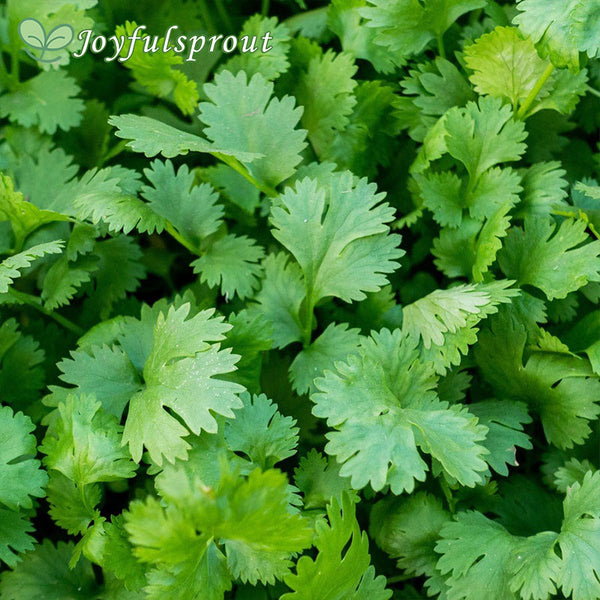 Longstanding Organic Cilantro Seeds