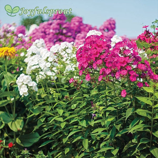 Bee's Bouquet Hardy Phlox Seeds