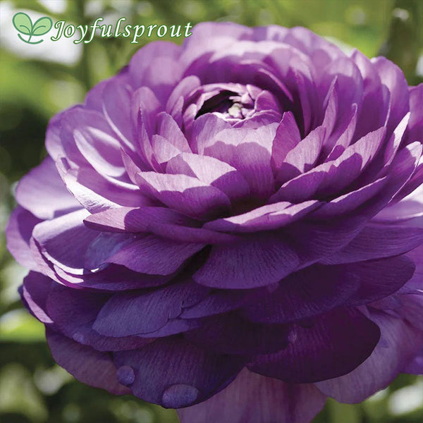 Ranunculus Double Purple Buttercup Seeds