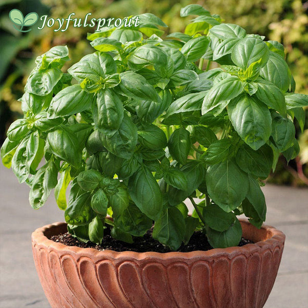 Dolce Fresca Basil Seeds