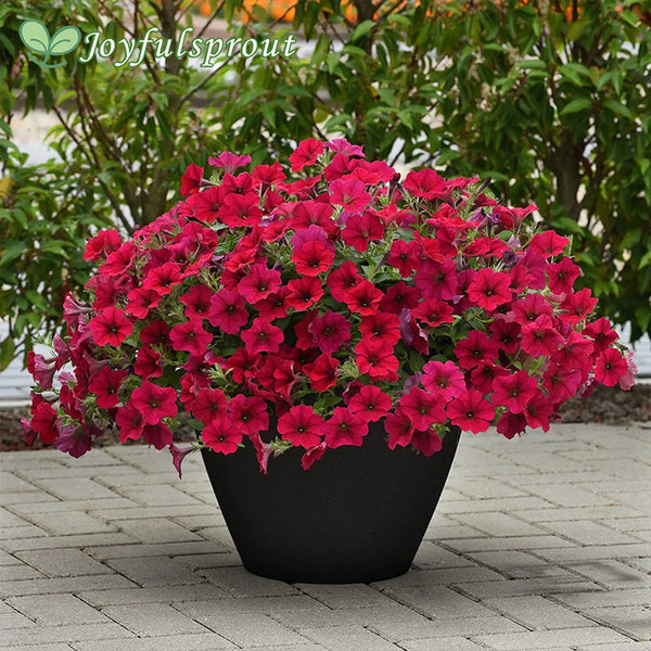 Wave Carmine Velour Petunia Seeds
