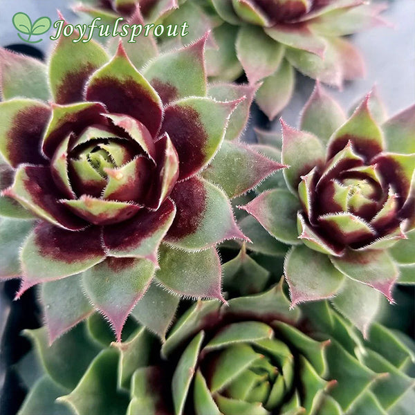 Sempervivum 'Killer' Hens & Chicks