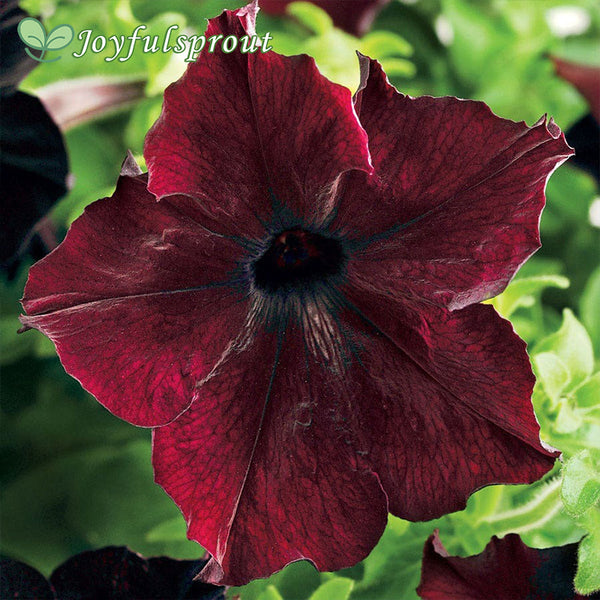 Sophistica Blackberry Petunia Seeds