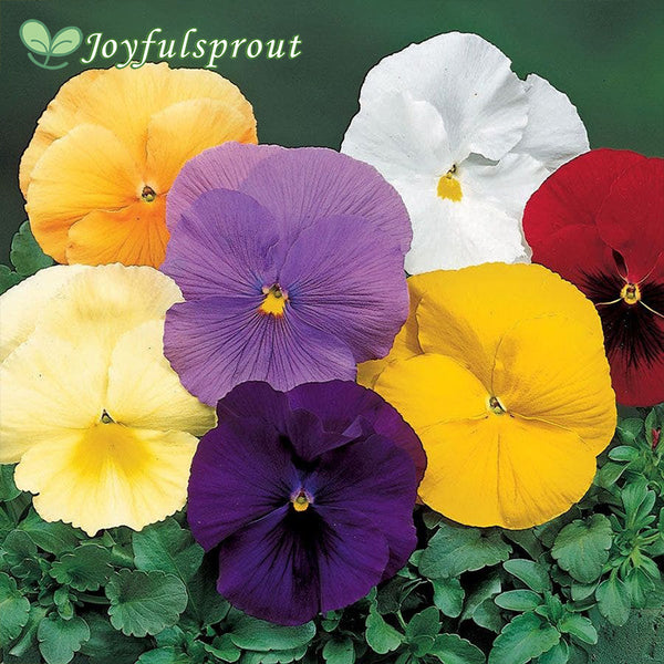 Delta Pure Colors Mix Pansy Seeds