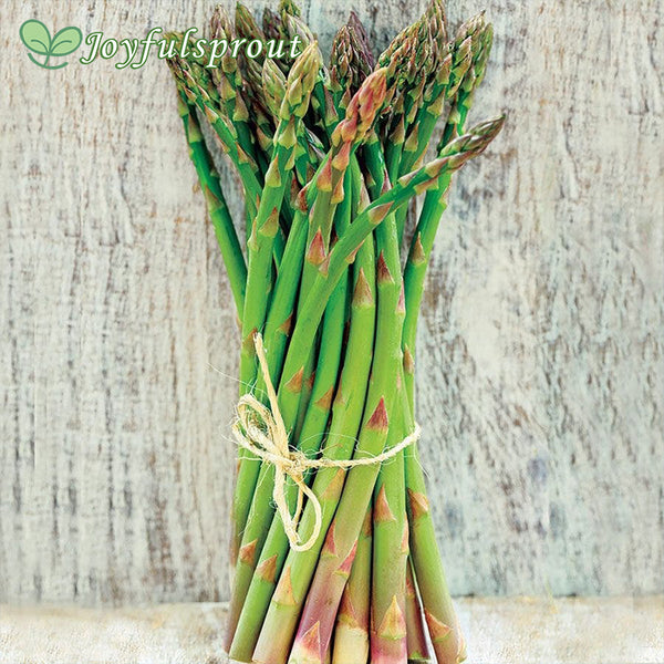 Asparagus Jersey Supreme Hybrid Seeds