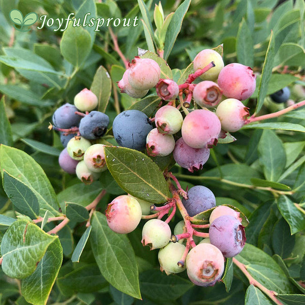 Vaccinium Splendid Blue Highbush Blueberry Seeds
