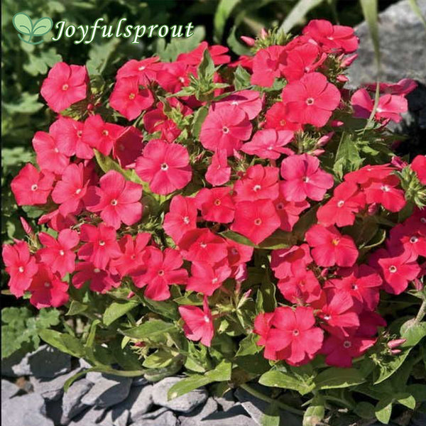 Pomegranate Phlox Seeds