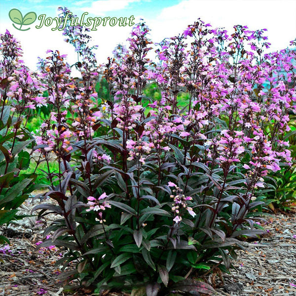 Penstemon 'Blackbeard' Beardtongue