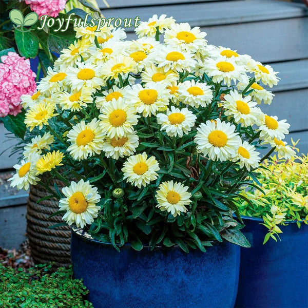 Leucanthemum Realflor 'Real Solar Shasta Daisy'