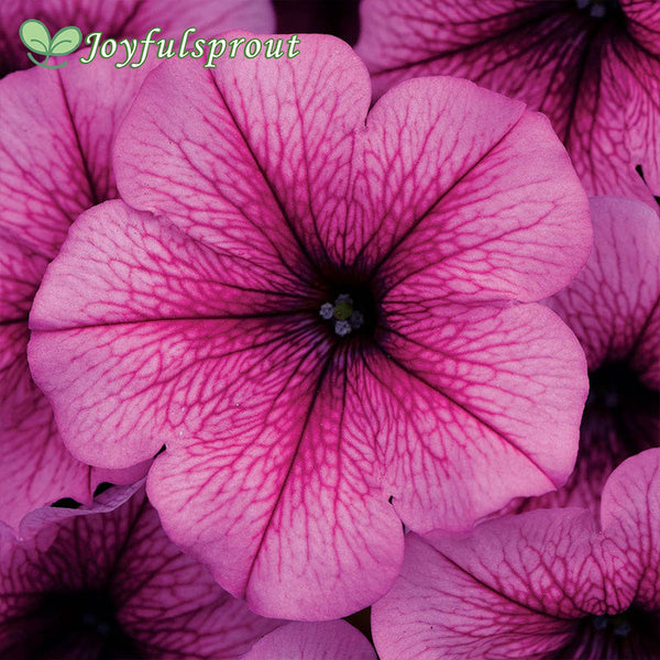 Easy Wave Rose Fusion Petunia Seeds