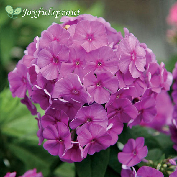 Phlox Purple Flame