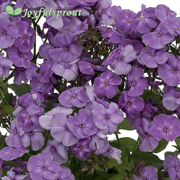 Phlox Flame Purple