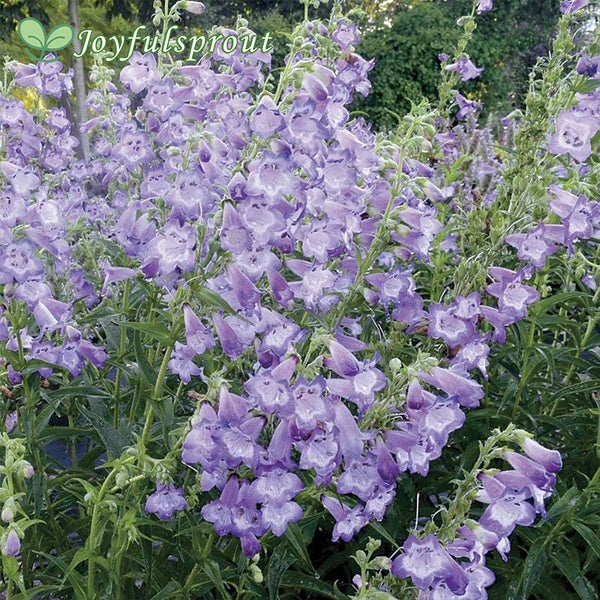 Cha Cha Lavender Penstemon