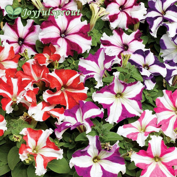TriTunia Star Mix Hybrid Petunia Seeds