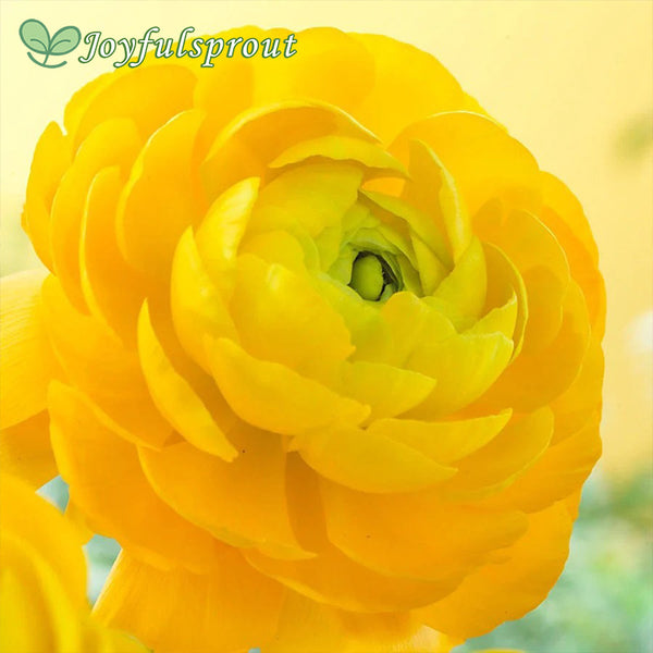 Ranunculus Double Yellow Buttercup Seeds
